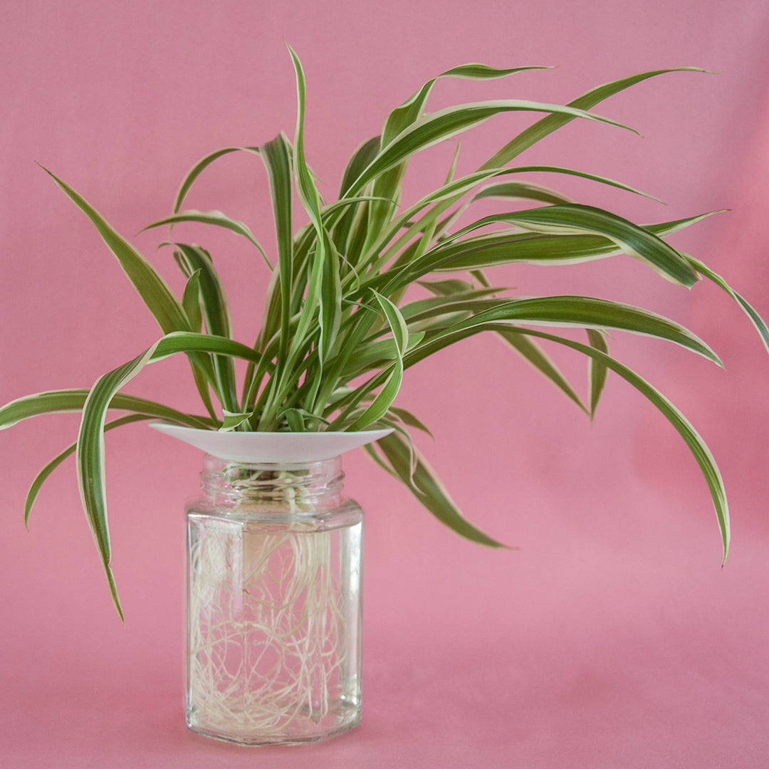 Vase de germination pour bouture - Germination des plantes