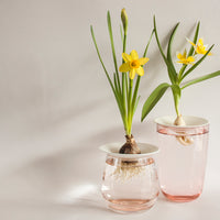 Coupelle de Porcelaine - Regarder les graines pousser sous vos yeux - MintyWendy Default Title