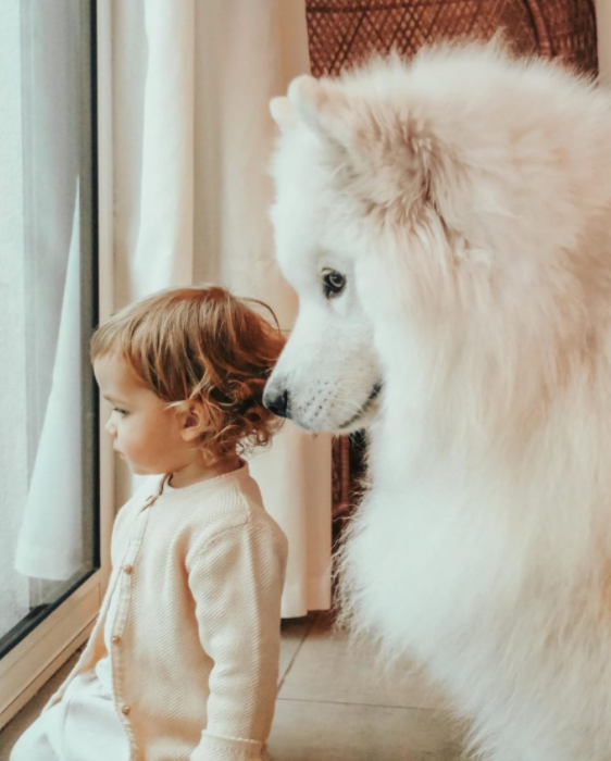 Comment bien préparer son chien à l’arrivée de son bébé ?  - MintyWendy