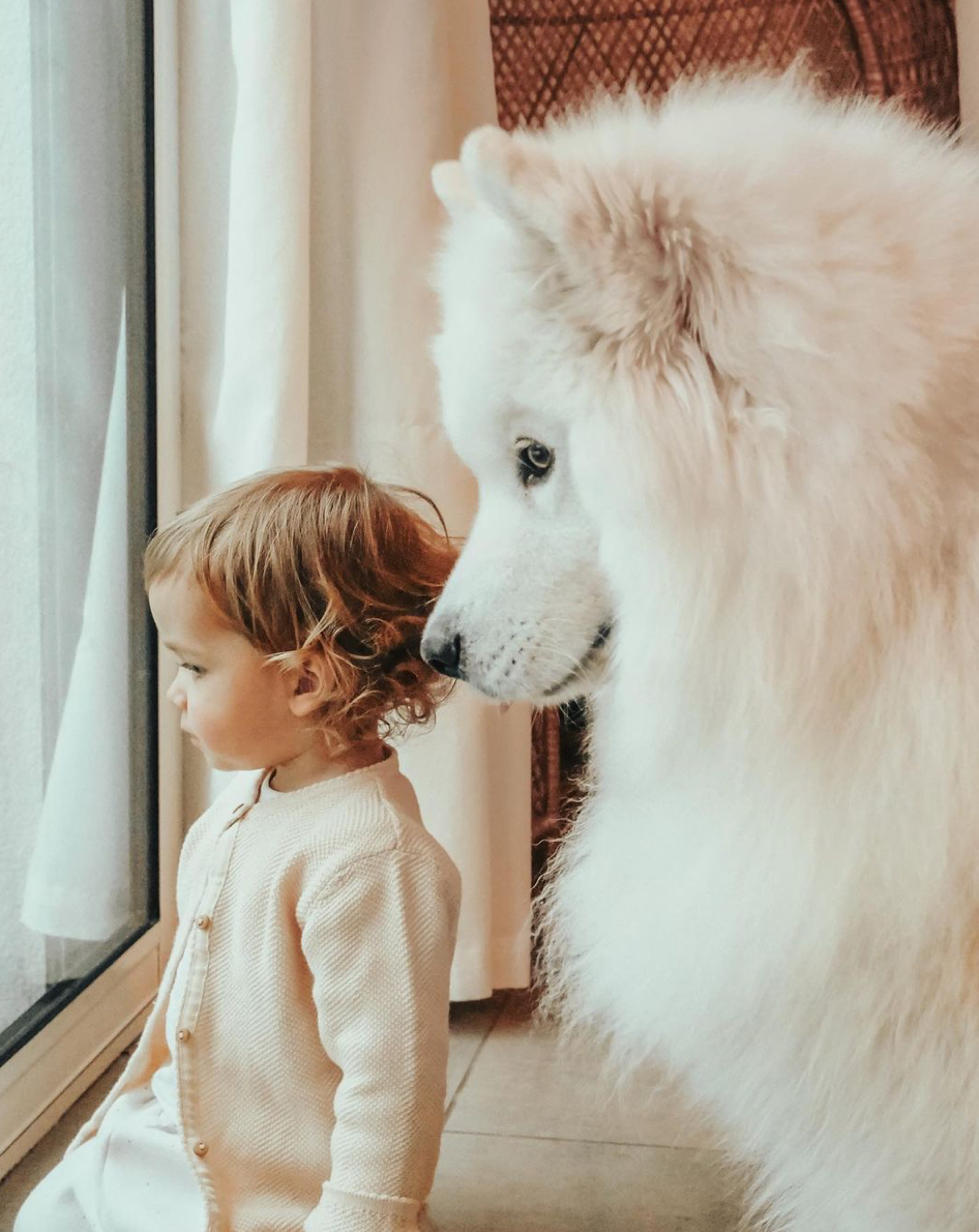 Comment bien préparer son chien à l’arrivée de son bébé ?  - MintyWendy