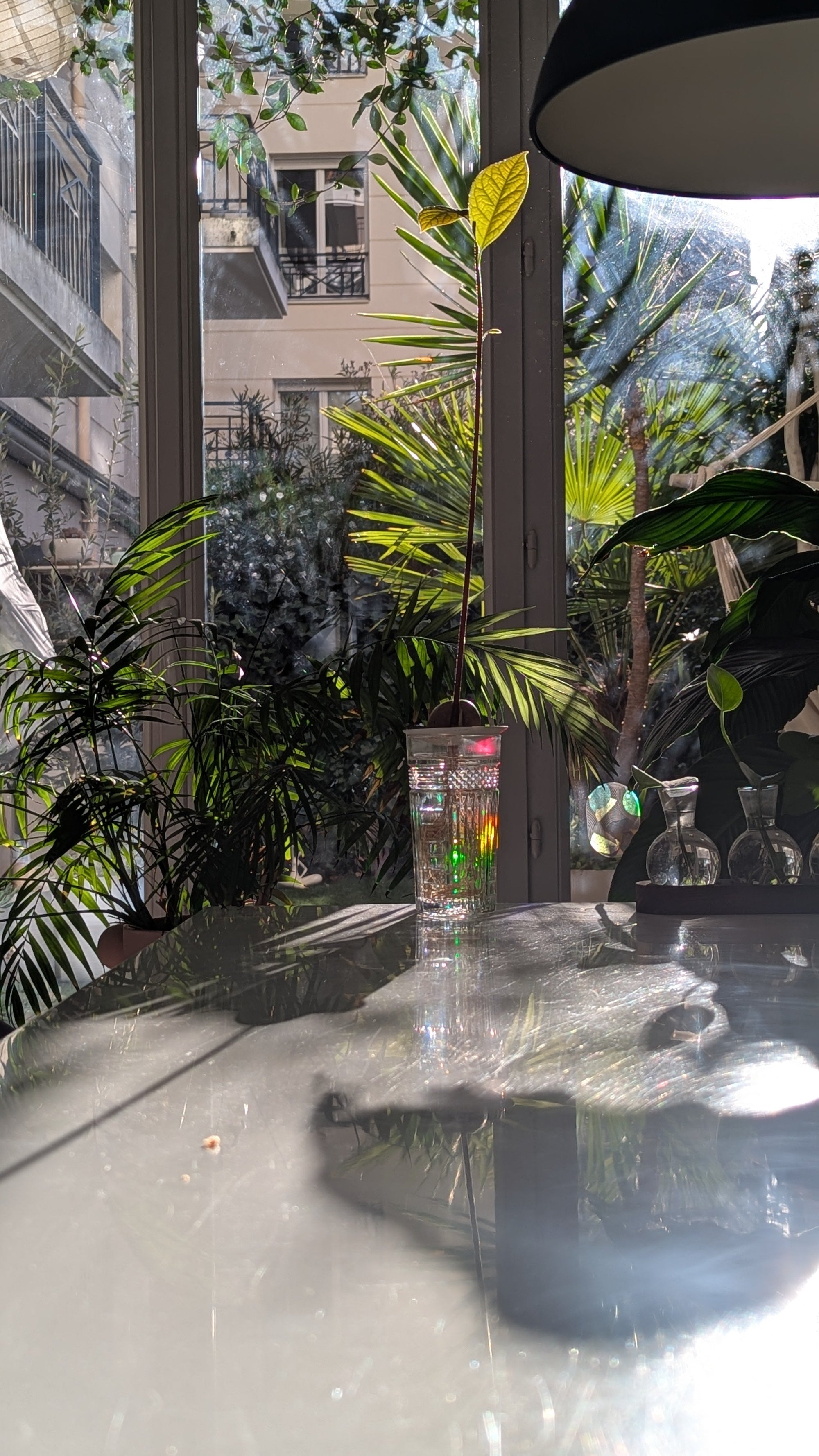 Faire pousser un avocat avec son enfant : une aventure pédagogique à la maison