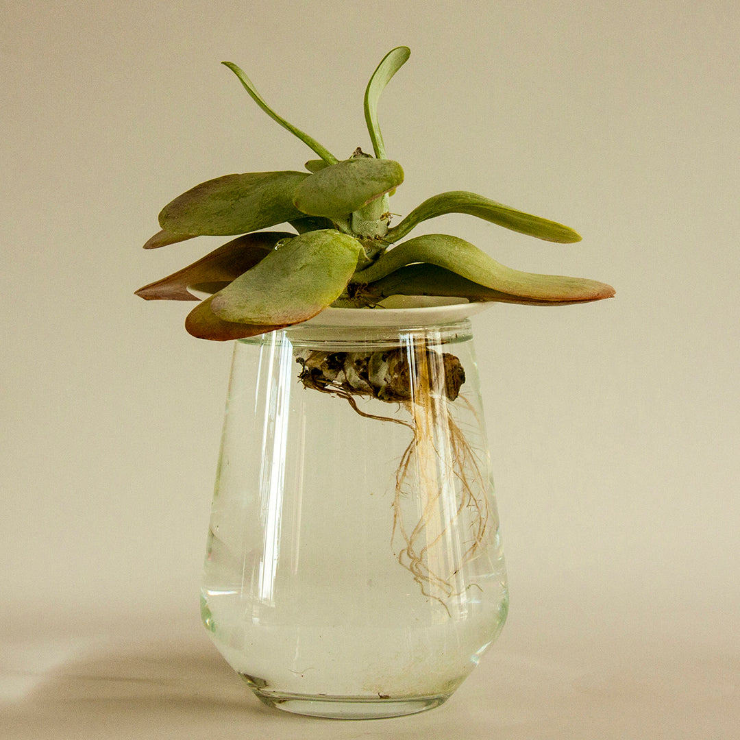 Coupelle de Porcelaine - Regarder les graines pousser sous vos yeux - MintyWendy Default Title