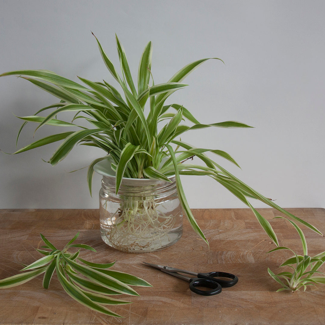 Coupelle de Porcelaine - Regarder les graines pousser sous vos yeux - MintyWendy Default Title