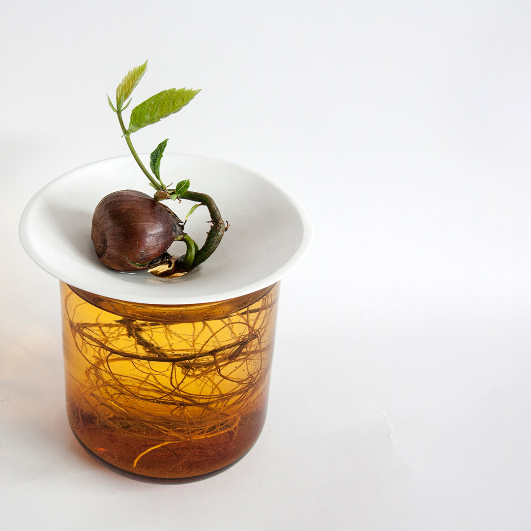 Coupelle de Porcelaine - Regarder les graines pousser sous vos yeux - MintyWendy Default Title