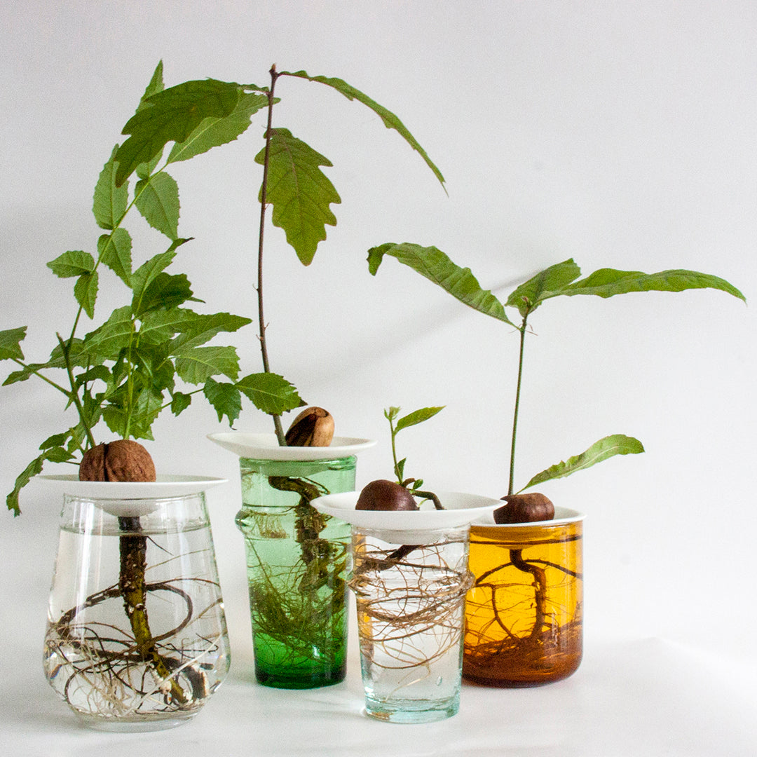 Coupelle de Porcelaine - Regarder les graines pousser sous vos yeux - MintyWendy Default Title