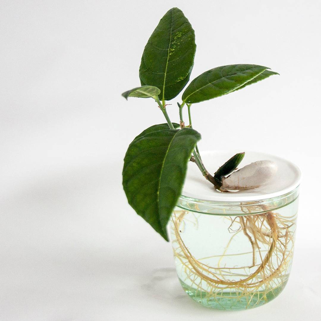 Coupelle de Porcelaine - Regarder les graines pousser sous vos yeux - MintyWendy Default Title