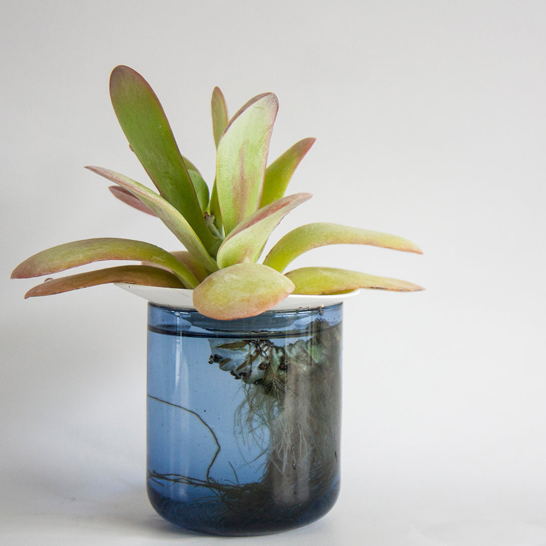 Coupelle de Porcelaine - Regarder les graines pousser sous vos yeux - MintyWendy Default Title