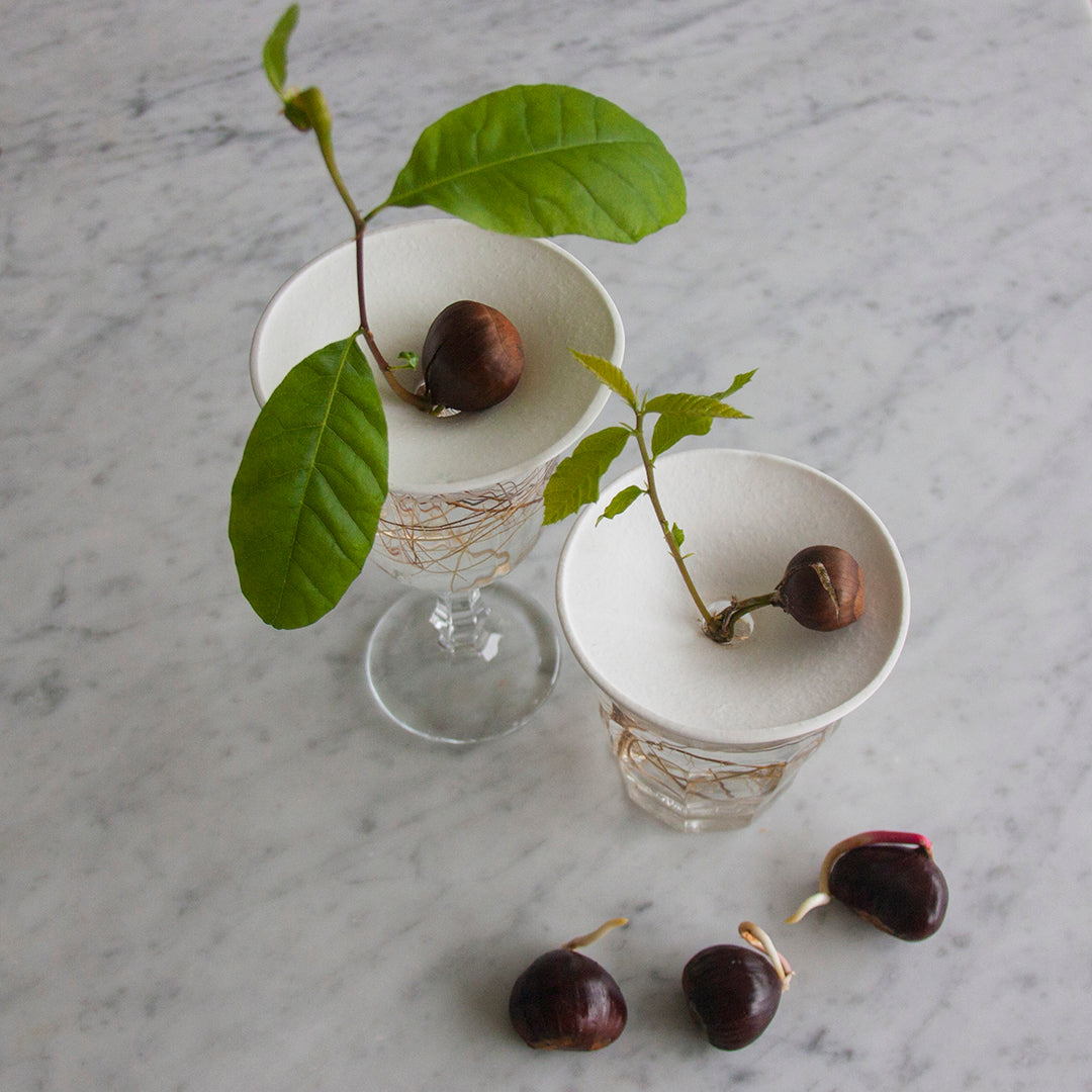 Coupelle de Porcelaine - Regarder les graines pousser sous vos yeux - MintyWendy Default Title