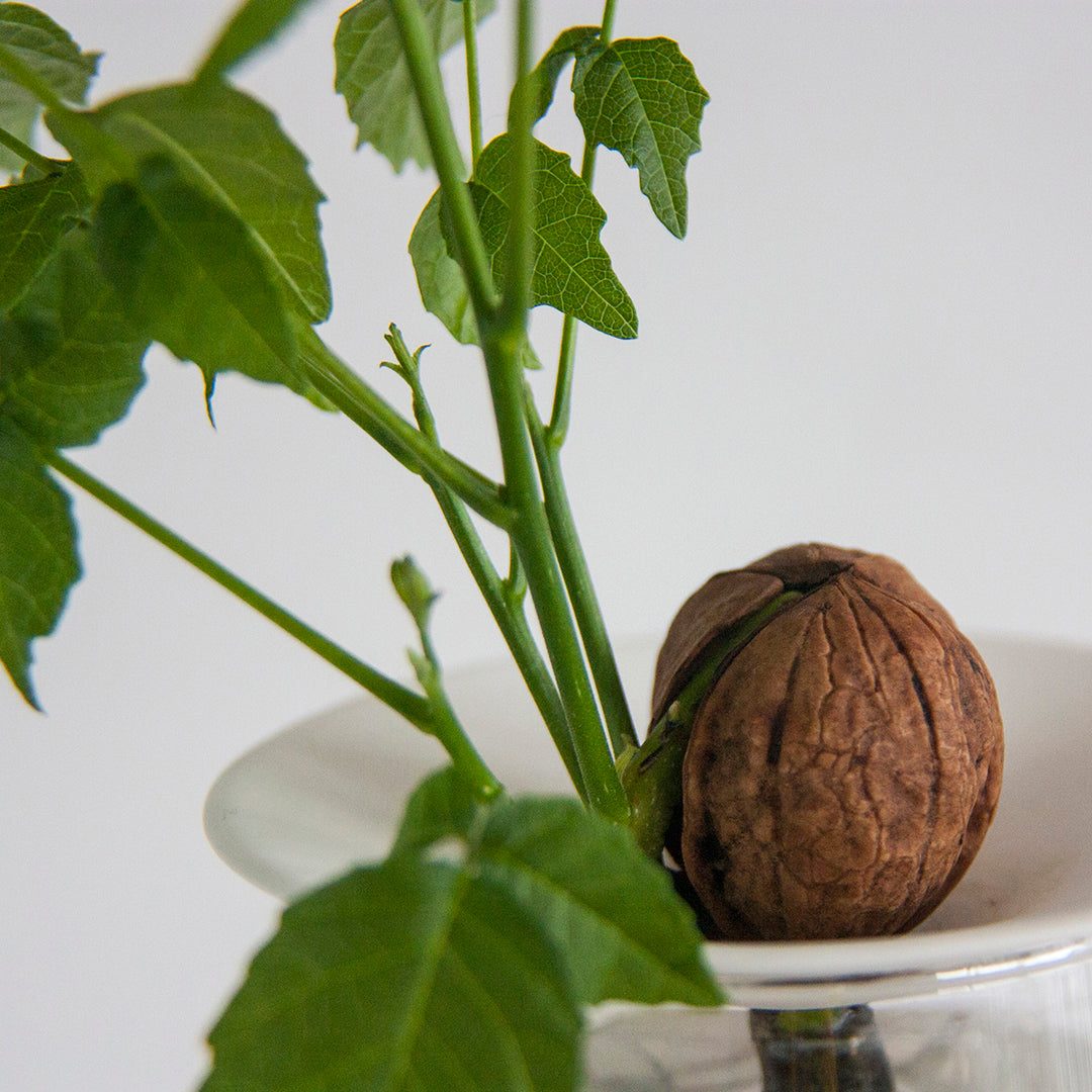 Coupelle de Porcelaine - Regarder les graines pousser sous vos yeux - MintyWendy Default Title