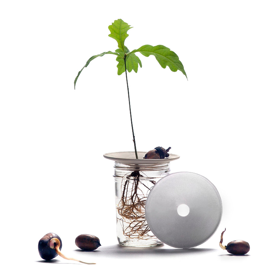 Coupelle de Porcelaine - Regarder les graines pousser sous vos yeux - MintyWendy Default Title