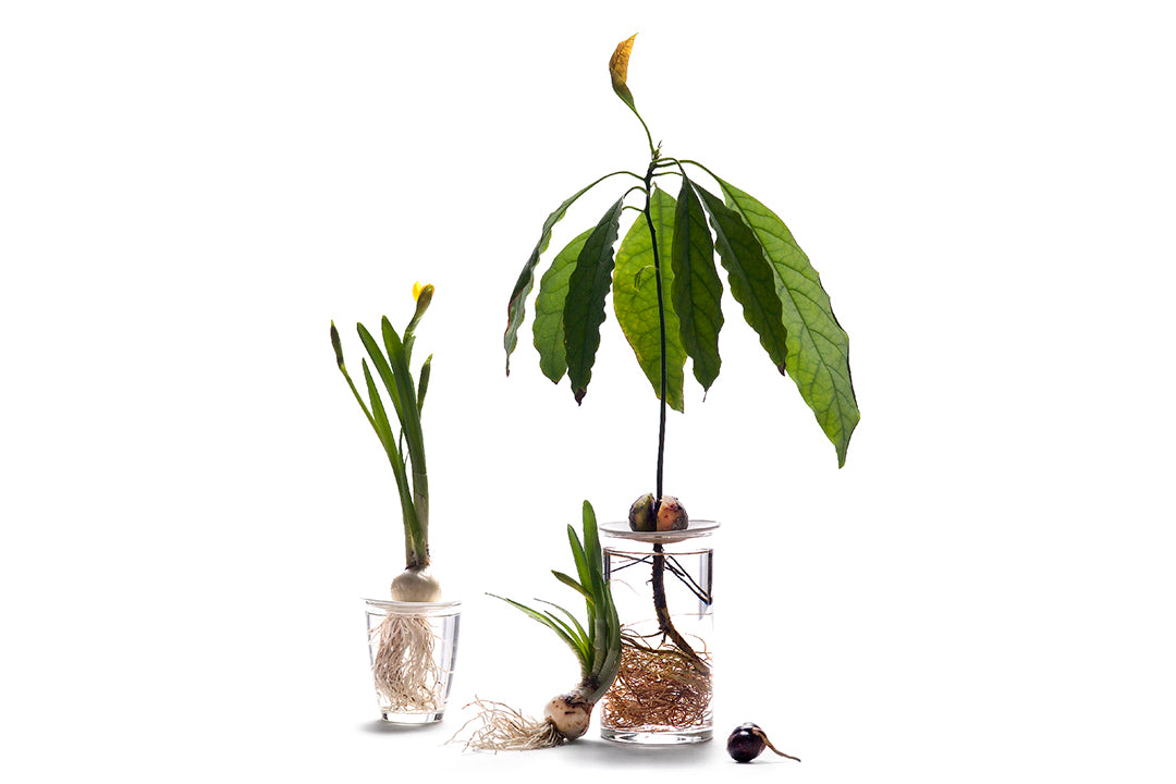 Coupelle de Porcelaine - Regarder les graines pousser sous vos yeux - MintyWendy Default Title